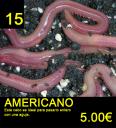 15-americano.jpg