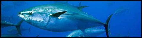 atun-gigante