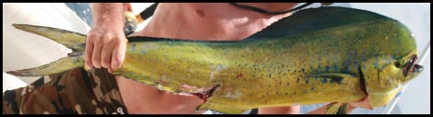 dorado