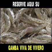 Reserva de gamba viva