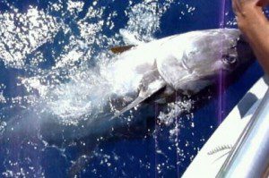 CAPTURA Y SUELTA DE ATUN ROJO A BORDO DEL MHAFUIT - 02 mafuit captura y suelta1