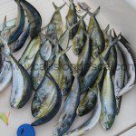 Si quieres disfrutar de un dia de pesca llamanos, te organizamos una salida - Si quieres disfrutar de un dia de pesca llamanos te organizamos una salida 08 Si quieres disfrutar de un dia de pesca llamanos, te organizamos una salida - Si quieres disfrutar de un dia de pesca llamanos te organizamos una salida 08