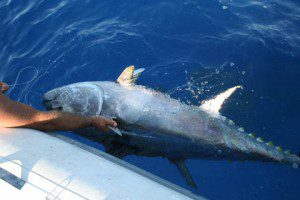 ATUN ROJO 90KG - atun rojo 90kg