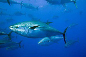 PESCA DE ATUN GIGANTE A BRUMEO COMIENDO SARDINAS Y PICANDO - atunes gigantes