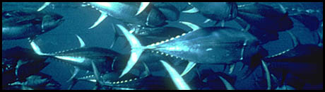 cansionpesca.com