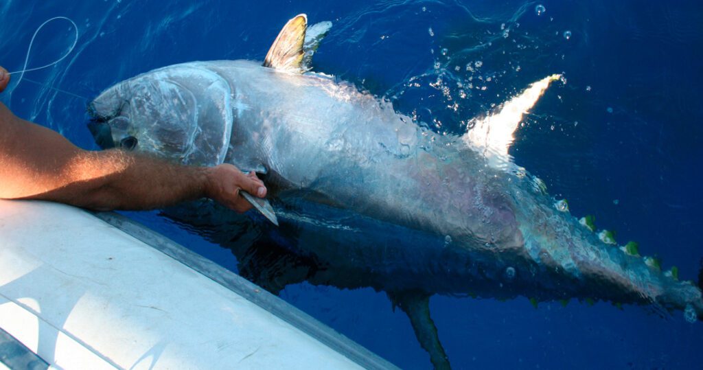 cansionpesca.com