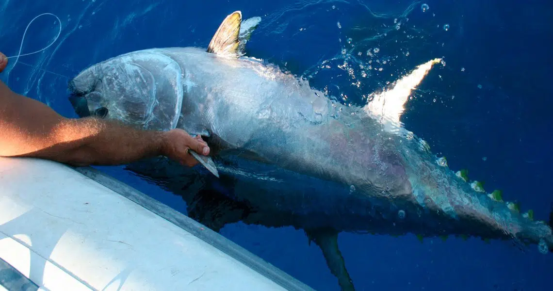 CHARTER DE PESCA - brumeo atun gigante
