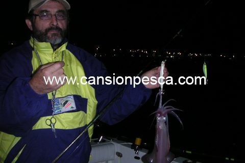 Calamares de correguda en la bahia de palma - calamares de correguda en la bahia de palma calamares-de-correguda-en-la-bahia-de-palma