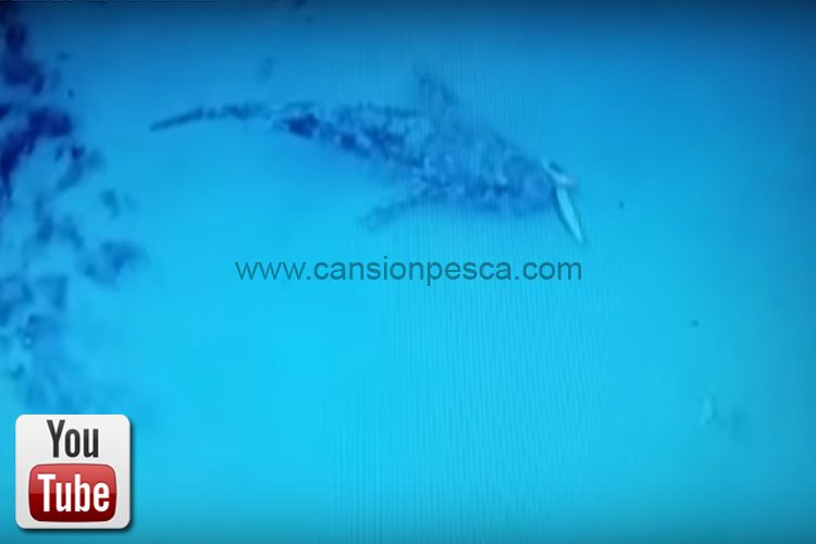 Cap roig degustando un inchiku filmado con camara water wolf - cap roig degustando un inchiku filmado con camara water wolf