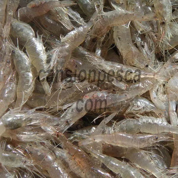 cebo gamba