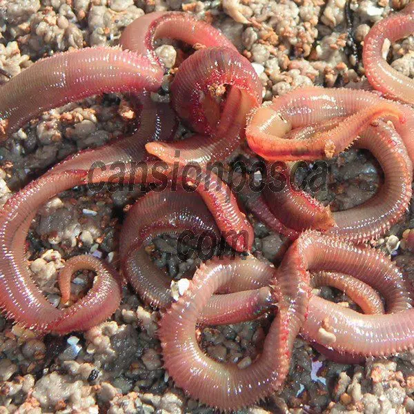 cebo rosca