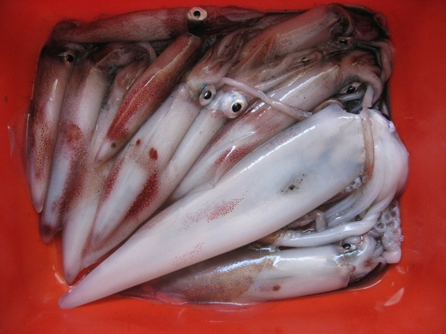 cansionpesca.com