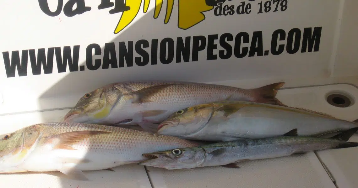 CHARTER DE PESCA - currican costero de fondo