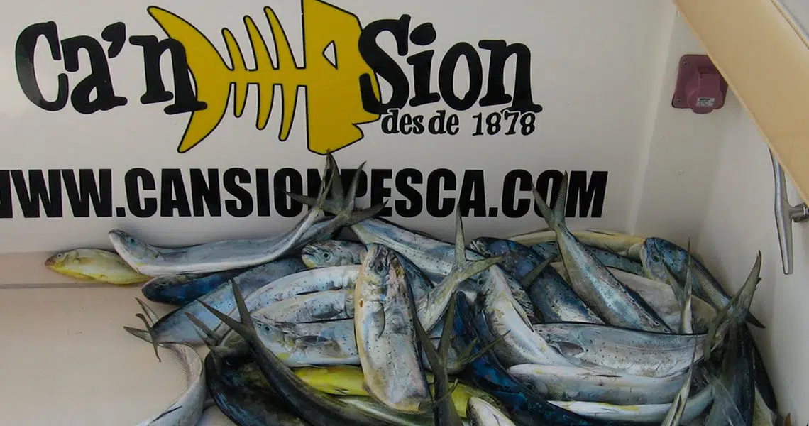 CHARTER DE PESCA - currican costero de superficie