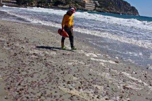 Desarrollan un sistema de predicción de la llegada de medusas a las playas - desarrollan un sistema de prediccion de la llegada de medusas a las playas