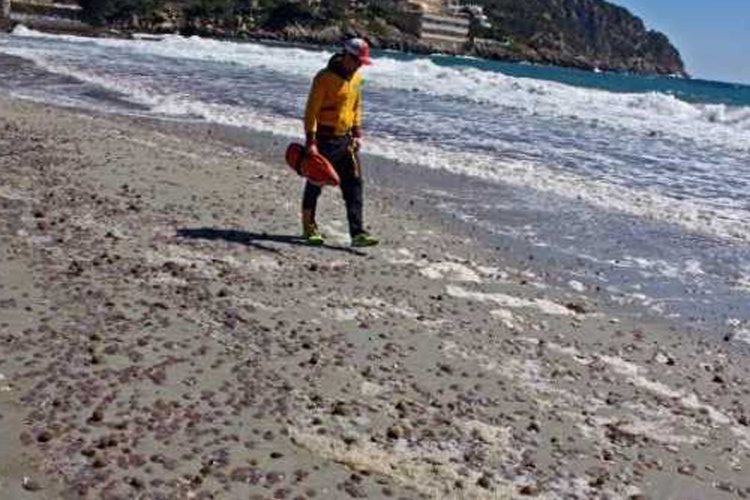 Desarrollan un sistema de predicción de la llegada de medusas a las playas - desarrollan un sistema de prediccion de la llegada de medusas a las playas Desarrollan un sistema de predicción de la llegada de medusas a las playas - desarrollan un sistema de prediccion de la llegada de medusas a las playas