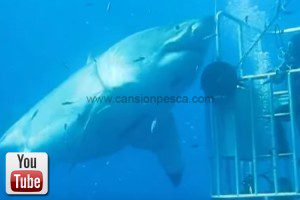 El tiburón blanco mas grande jamas visto - el tiburon blanco mas grande jamas visto