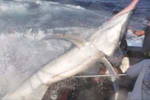 ESPECTACULAR VIDEO MARLIN DE 300KG SALTANDO DENTRO DE LA BAÑERA DE UN BARCO - espectacular video marlin 300kg