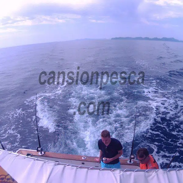 Alternative view of barco bertram 33 11m