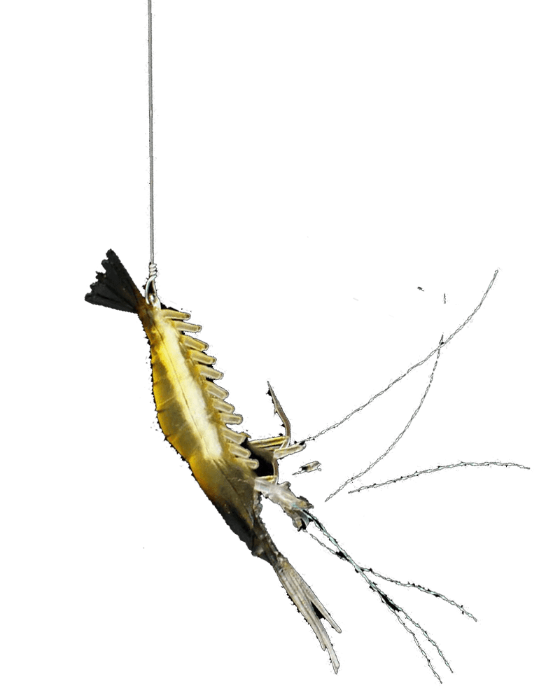 cansionpesca.com