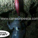 Jibionera Fishing Ferrari hunting squid jig - jibionera fishing ferrari hunting squid jig 02 Jibionera Fishing Ferrari hunting squid jig - jibionera fishing ferrari hunting squid jig 02