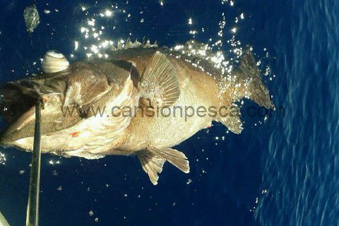Josep Palazon capturo este verano una cherna de 45kg - josep palazon capturo este verano una cherna de 45kg