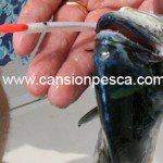 Metralleta 2 peces pluma sumo cicerello, las llampugas y verderoles no podran resistirse - metralleta 2 peces pluma sumo cicerello 01