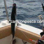 Metralleta 2 peces pluma sumo cicerello, las llampugas y verderoles no podran resistirse - metralleta 2 peces pluma sumo cicerello 02