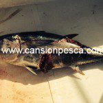 Miguel "Solleric" captura un atún de unos 20kg con un posible mordisco de tiburón - miguel solleric captura un atun de unos 20kg con un posible mordisco de tiburon 01