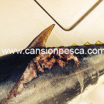 Miguel "Solleric" captura un atún de unos 20kg con un posible mordisco de tiburón - miguel solleric captura un atun de unos 20kg con un posible mordisco de tiburon 02