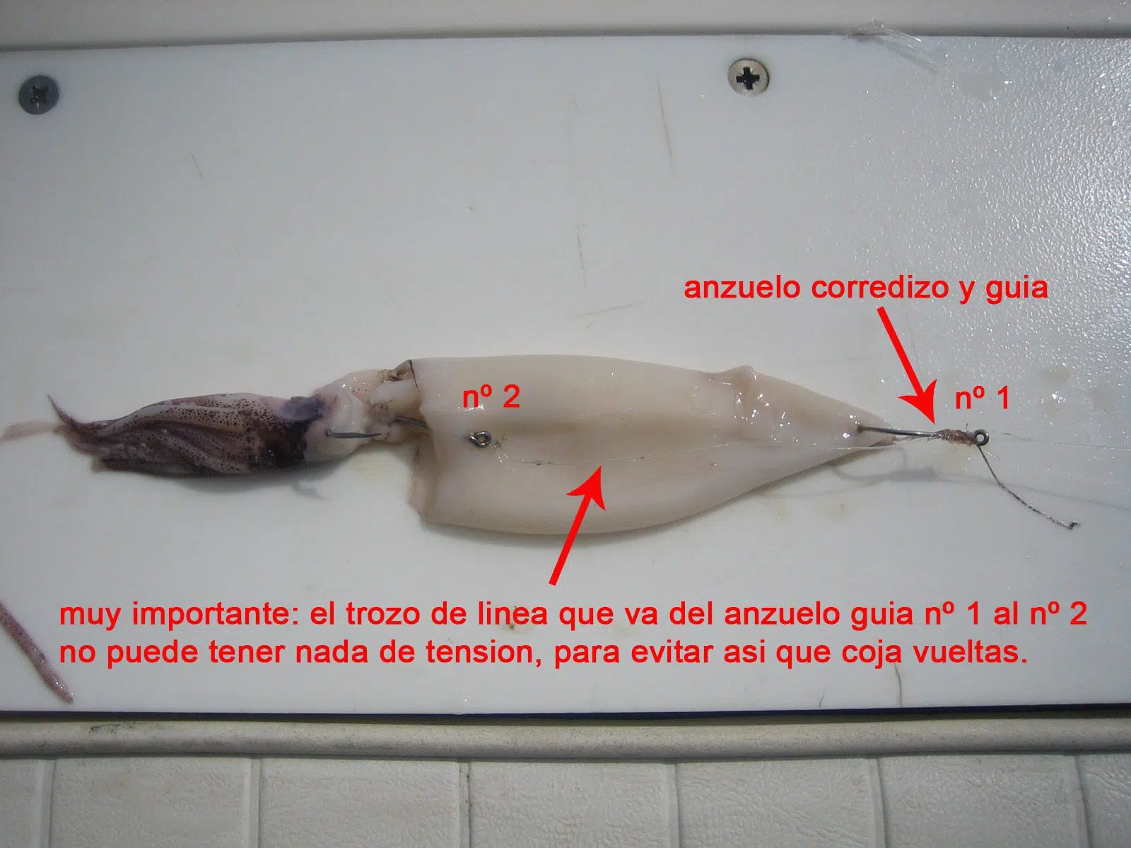 Montaje cebo fresco sardina y calamar para currican - montaje calamar montaje-calamar