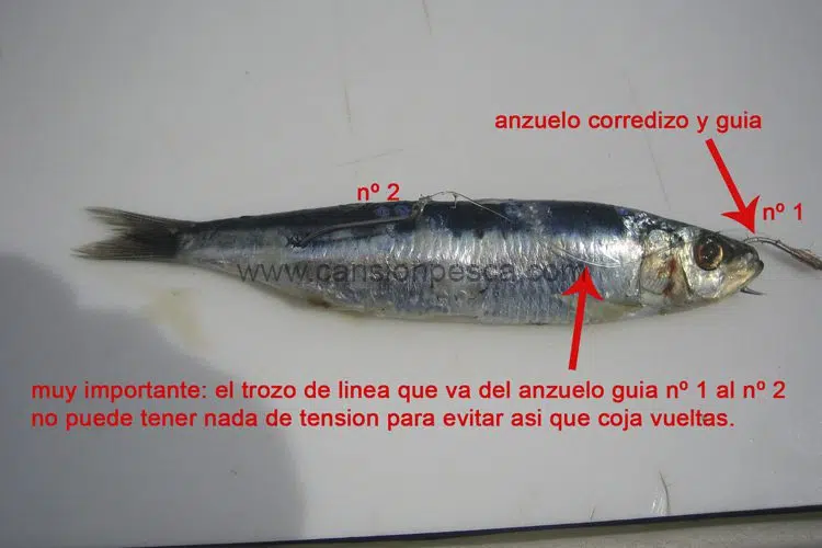 Montaje cebo fresco sardina y calamar para currican - montaje cebo fresco sardina y calamar para currican Montaje cebo fresco sardina y calamar para currican - montaje cebo fresco sardina y calamar para currican