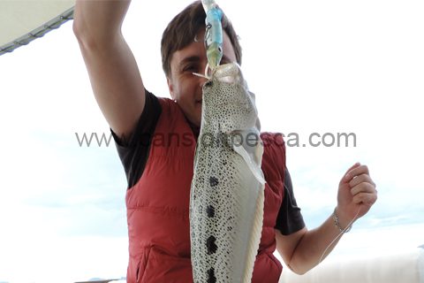 PESCA D'ILLES - Hi ha moltes aranyes de cap negre i albacores - pesca dilles hi ha moltes aranyes de cap negre i albacores pesca-dilles-hi-ha-moltes-aranyes-de-cap-negre-i-albacores