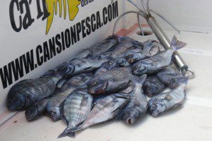 UNA BUENA PESCADA DE CANTARAS A BORDO DEL HAMS D'OR - pescada de cantaras a bordo del hams d or