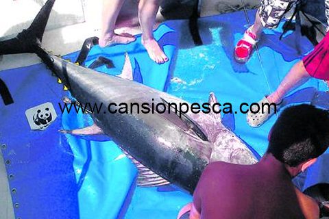 Pescadores alertan de que el atun rojo prolifera mucho y esquilma la sardina - pescadores alertan de que el atun rojo prolifera mucho y esquilma la sardina
