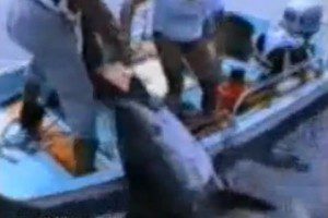 VIDEO PESCANDO UN ATUN DE 280KG - pescando un atun de 280kg