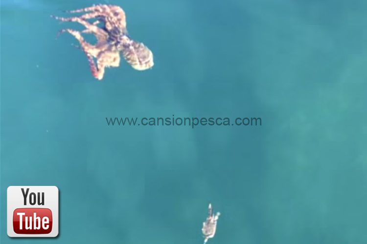 Pulpo hambriento persiguiendo a un cangrejo en superficie - pulpo hambriento persiguiendo a un cangrejo en superficie