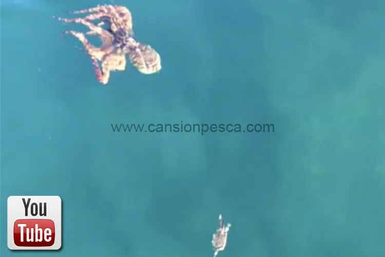 Pulpo hambriento persiguiendo a un cangrejo en superficie - pulpo hambriento persiguiendo a un cangrejo en superficie