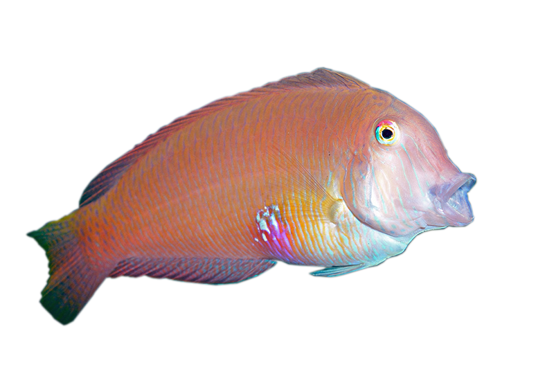 cansionpesca.com