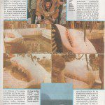 REPORTAJE EN BRISAS AÑO 1988 TIBURONES EN MALLORCA - shark7 001
