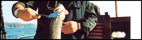 cansionpesca.com