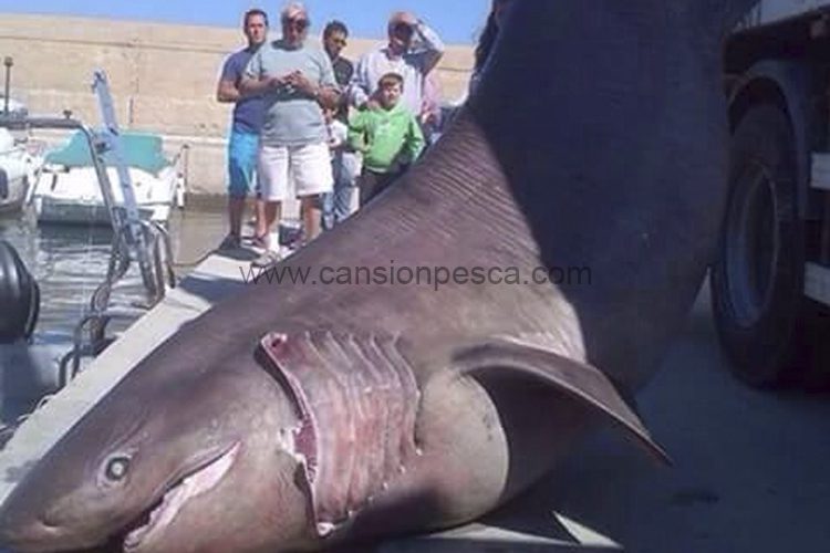 Tiburón Cañabota capturado en aguas del Norte de la isla - tiburon canabota capturado en aguas del norte de la isla Tiburón Cañabota capturado en aguas del Norte de la isla - tiburon canabota capturado en aguas del norte de la isla