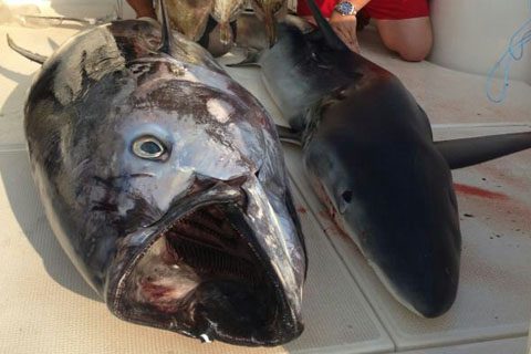 tiburones-en-mallorca-01