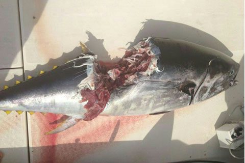 TIBURONES EN MALLORCA - tiburones en mallorca