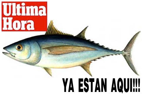 ULTIMAS NOTICIAS ALBACORAS - ultimas noticias albacoras 01 ultimas-noticias-albacoras-01