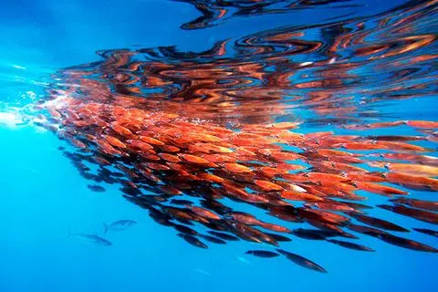 Últimos informes, hay calamares por la bahía de Palma - ultimos informes hay calamares por la bahia de palma