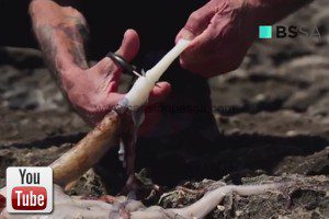 Vídeo como presentar pata de pulpo como cebo por Pepín Lubina - video como presentar pata de pulpo como cebo por pepin lubina 1