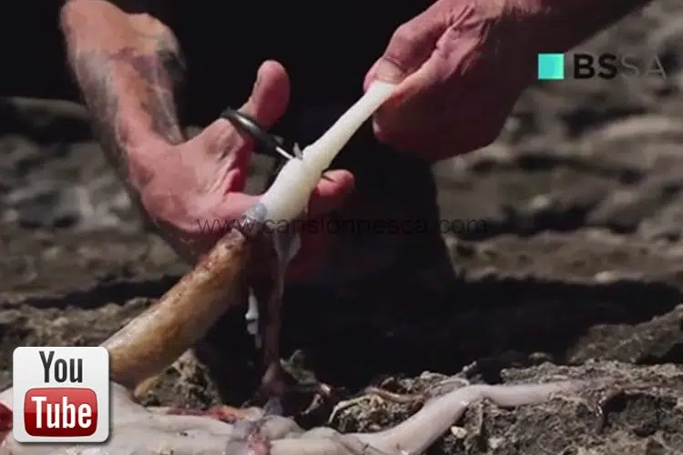 Vídeo como presentar pata de pulpo como cebo por Pepín Lubina - video como presentar pata de pulpo como cebo por pepin lubina 1