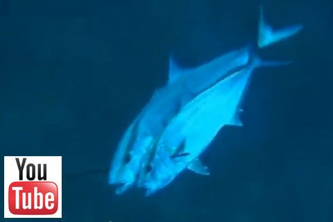 VIDEO DOBLETES Y TRIPLETES DE UN SOLO TIRO - video dobletes y tripletes de un solo tiro