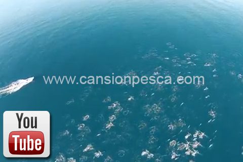 Vídeo espectaculares imagenes tomadas desde un drones de cientos de delfines y varias ballenas - video espectaculares imagenes tomadas desde un drones de cientos de delfines y varias ballenas